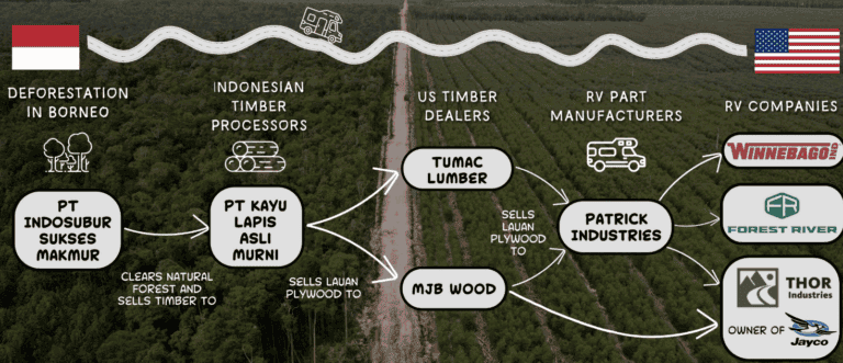 Популярні у США будинки на колесах зроблені зі знищеного лісу орангутангів, що зникають, — розслідування