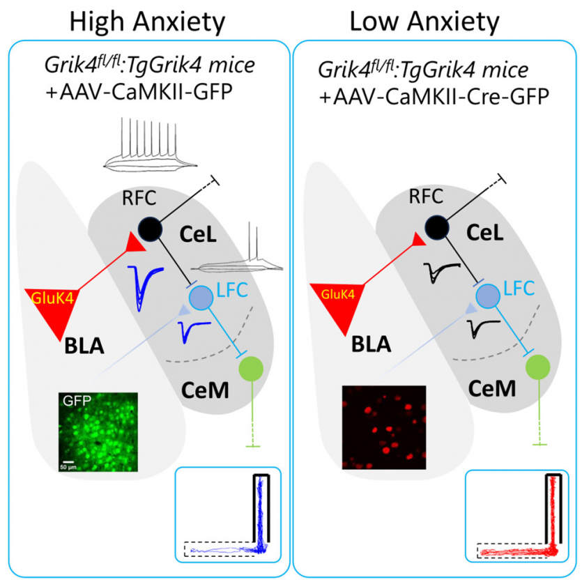 Вчені знайшли вимикач тривоги та депресії у мозку