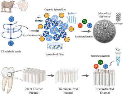 Зубна паста з волосся та нігтів працює краще за фтор, — дослідження 