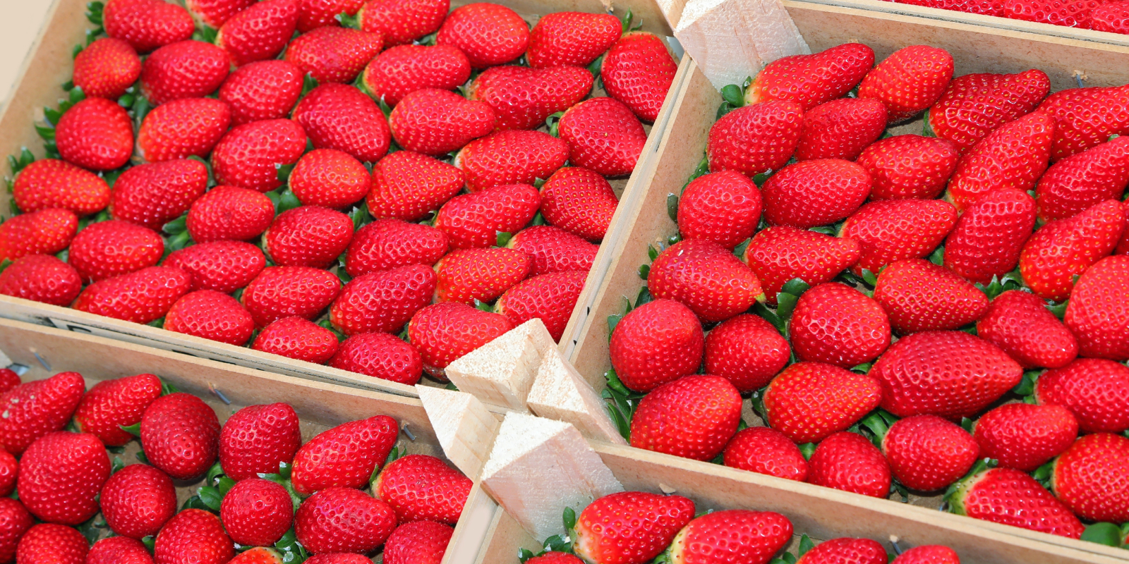 Только некоторые сорта клубники можно перевозить