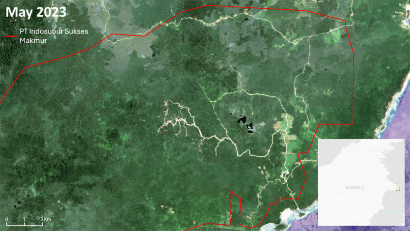 Популярні у США будинки на колесах зроблені зі знищеного лісу орангутангів, що зникають, — розслідування