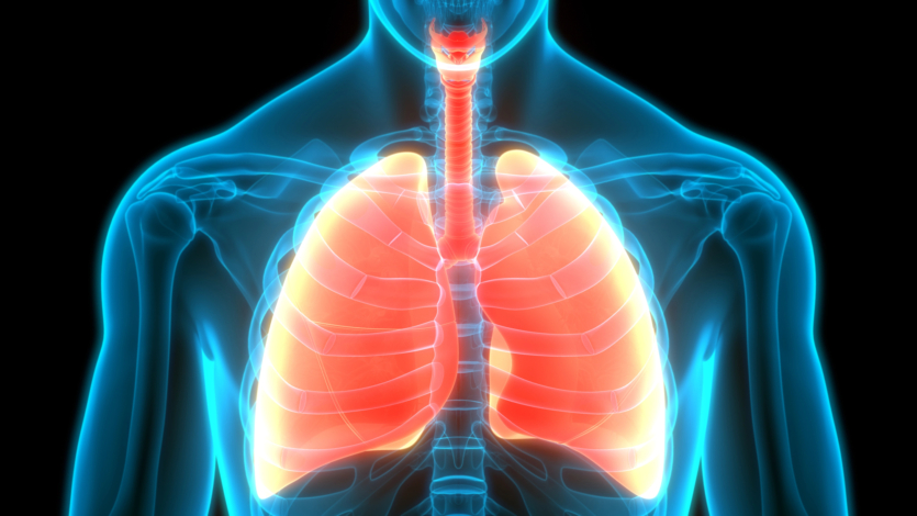 В Китае впервые в мире пересадили легкие свиньи человеку