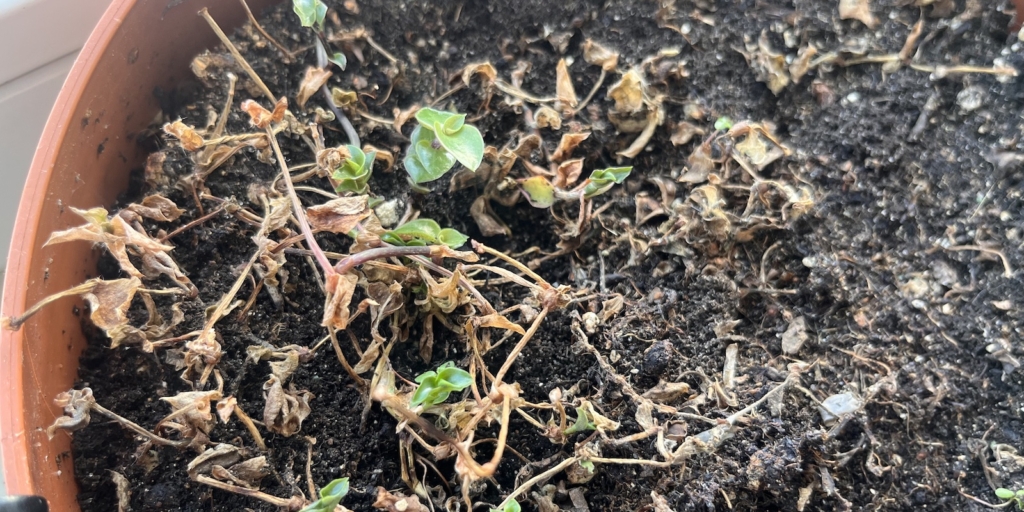 Что делать, если цветы замёрзли: удалите всю надземную часть