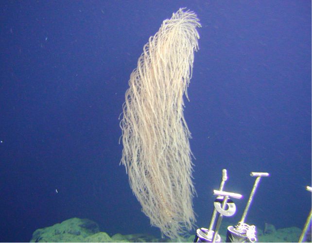 В одній глибокій галактиці: Чубакка з Зоряних воєн знайдений в океані